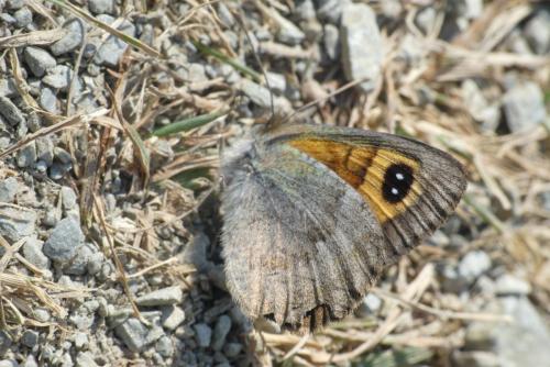 Erebia rondoui